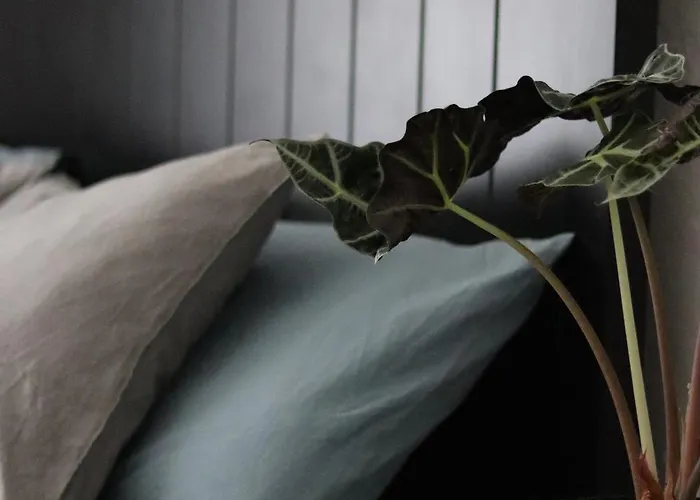 Spacious 3 In Art Nouveau District